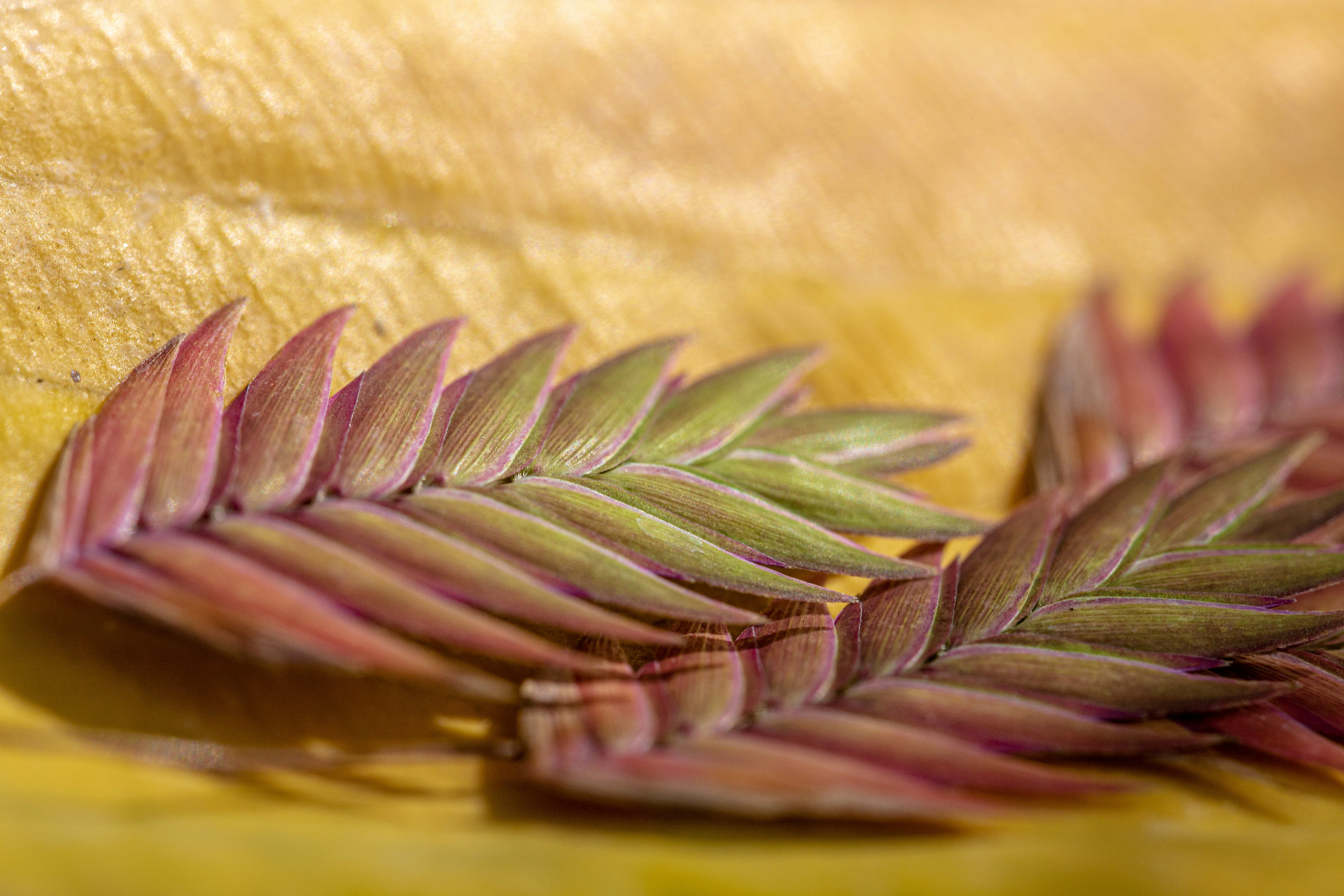 green and brown leaf plant